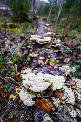 Mushrooms on the tree