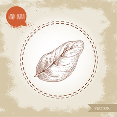 Hand drawn sketch style basil leaf on old looking background. Herb and spices vector illustration. Spicy ingredient for cooking and aroma therapy.