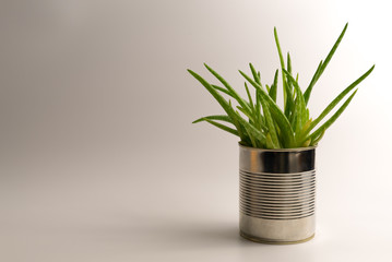 Vibrant, modern aloe vera plant in a simple and alternative hipster flowerpot on clean white background - Concept of natural medical remedy and organic skincare treatment