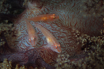 Soft-coral goby (Pleurosicya boldinghi ) Island Bangka in North.  Picture was taken near Island Bangka in North Sulawesi, Indonesia