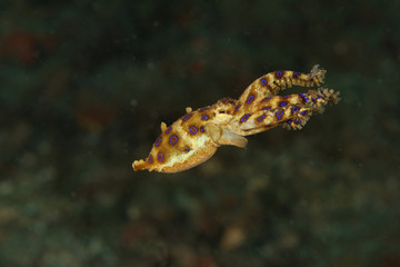 Bluering octopus (Hapalochlaena lunulata). Picture was taken in Lembeh strait, Indonesia