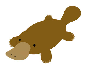 Obraz premium カモノハシ