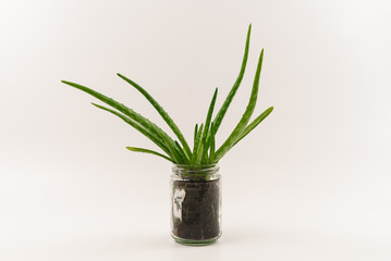 Cut-out of vibrant green, healthy aloe vera plant in an alternative reused hipster flowerpot isolated on clean white background