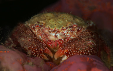 Crab Actumnus sp. Picture was taken in Lembeh Strait, Indonesia