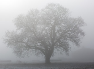 Obraz na płótnie Canvas A beautiful tree in a mantle of fog