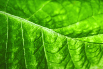 Green leaves background