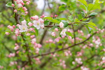 Branch of blossoming wild apple tree against spring forest in cloudy day. Beautiful natural background, selective focus