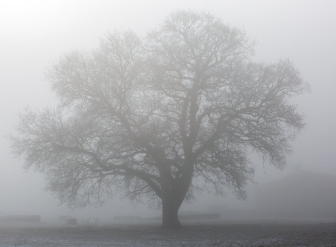 A beautiful tree in a mantle of fog