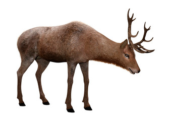 3D Rendering Male Deer on White