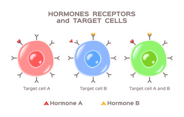 hormones, receptors and target cells vector