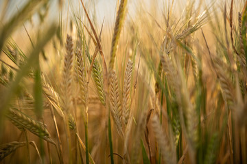 Spikes of wheat