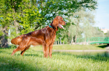 Dog breed Irish setter stands and looks into the distance, in the background of the lake and trees