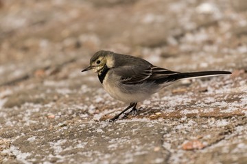Bachstelze auf der Greenwichpromenade am Tegeler See 