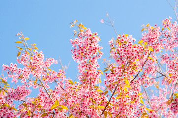 Obraz na płótnie Canvas Beautiful pink flower of Sakura or Wild Himalayan Cherry tree in outdoor park with blue sky