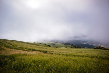 Getreidefeld im Nebel