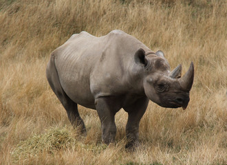 A Large Powerful Eastern Black Rhinoceros Animal.