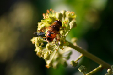 Eine Biene sitzt auf einer Blüte und sammelt Nektar für den Honig