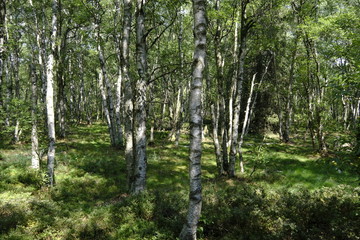 Das Naturschutzgebiet 