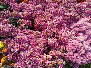 Flowers blooming volume 65555