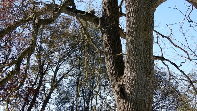 4 K Multiple Squirrels Running Up And Down Tree 002