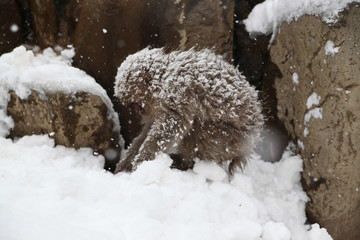Obraz premium Japanese monkeys in Nagano prefecture in Japan