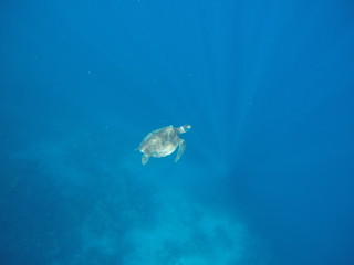 Underwater fun with turtle