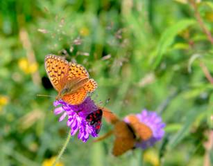 butterflies on flowers in greenery grass background 
