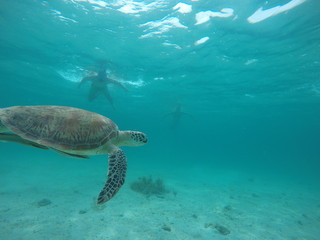 Naklejka na ściany i meble Underwater fun with turtle