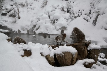 Japanese monkeys in Nagano prefecture in Japan
