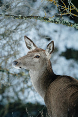 beautiful deer that hovers in the mountains on the snow in winter - concept of wild animals in their natural habitat - nature lovers