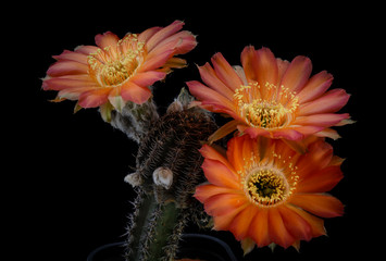 Cactus Lobivia Amblayensis
