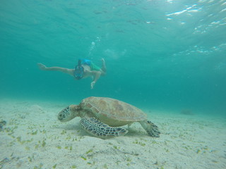 Fototapeta premium Underwater fun with turtle