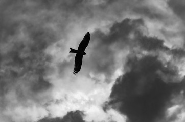 Silhouette of an eagle soaring in the sky. Black and white image