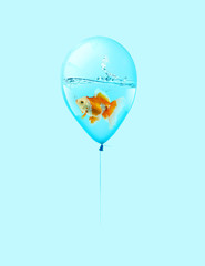Goldfish fly in balloon . Mixed media, Gold fish swimming in blue balloons on blue background