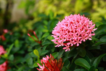 pink ixora or spike flowers