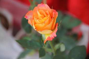 Beautiful roses in garden on soft light background