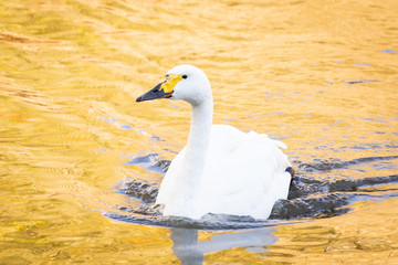Naklejka premium Swan sunset pond