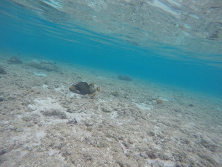 Underwater fun and remarkable moments