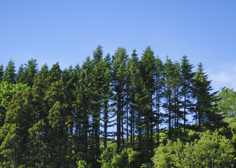 Obraz premium 木 空 素材