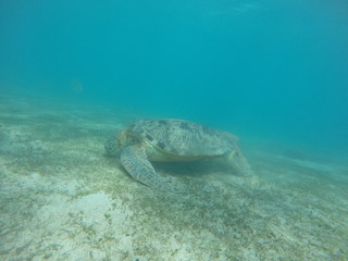 Naklejka na ściany i meble Underwater fun with turtle
