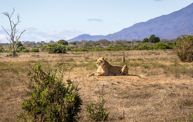 African lioness in Kenya © Maciej Czekajewski