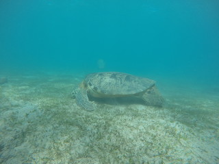 Underwater fun with turtle