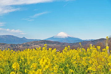 菜の花と富士山