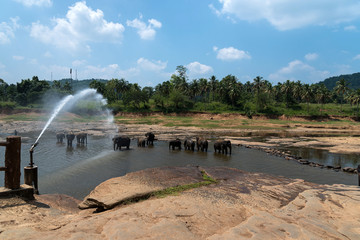 Watching the bathing of elephants. A powerful stream of water waters a herd of 10 elephants....