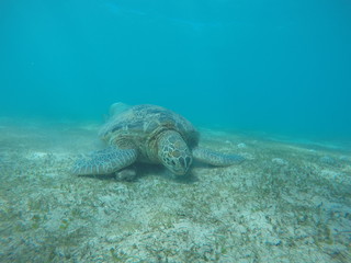 Underwater fun with turtle