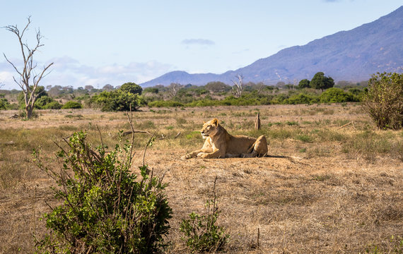 African lioness in Kenya