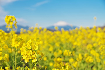 Obraz premium 菜の花と富士山