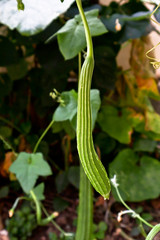 fresh ridge gourd or Chinese Okra in vegetable garden,  Angled Gourd,  bio healthy food, close up
