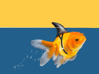 Goldfish with shark fin swimming in blue water and yellow sky background, Gold fish,Decorative...