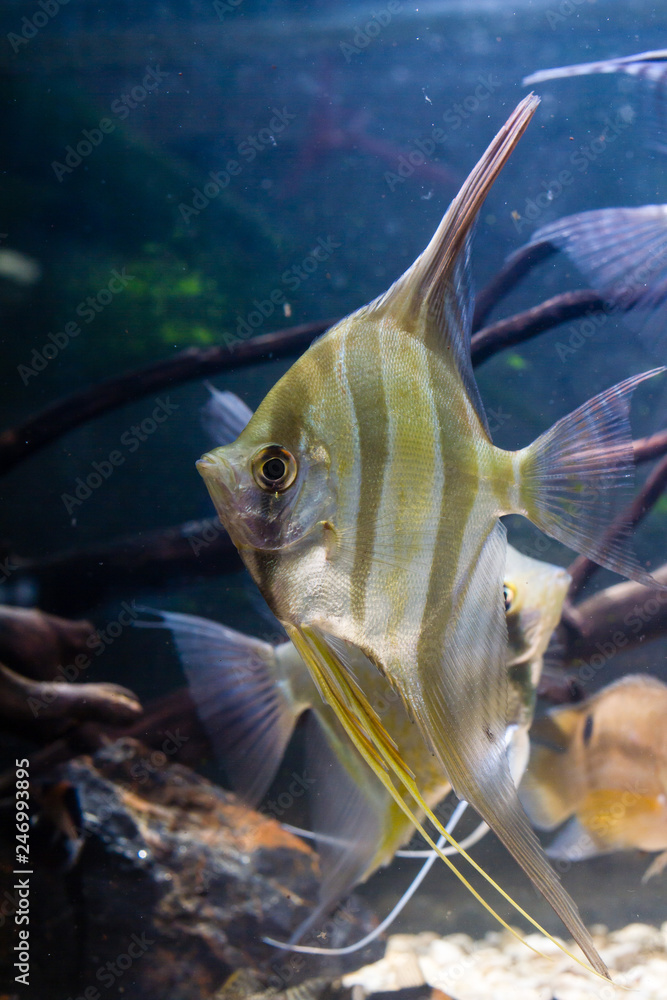 Poster Altum Angelfish (Pterophyllum altum) Tropical fish 